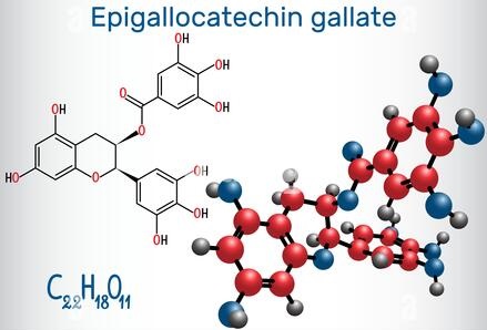 Epigallocatechin gallat